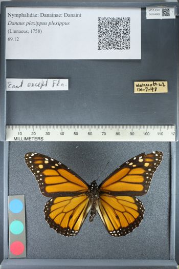 Media type: image;   Entomology 164963